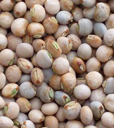 Pigeon Peas